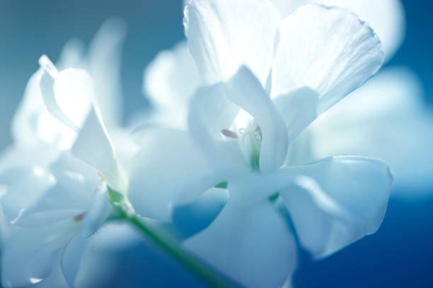 Geranium Signification Geranium: signs and superstitions