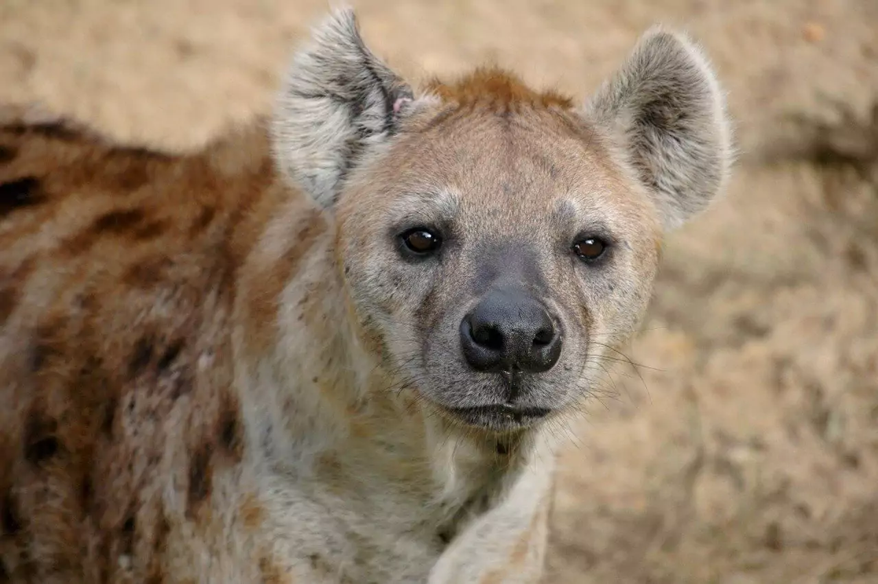 Ruling dynasties of spotted hyenas why does matriarchy reign in their